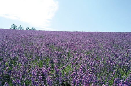 【伊丹/3泊客室ランクアップ】HOKKAIDO LOVE!ひとめぐり号・くしろ湿原ノロッコ号 2つの貸切列車で巡る北海道4日間 ~JR北海道×日本航空×阪急交通社 1出発日だけの共同企画~3